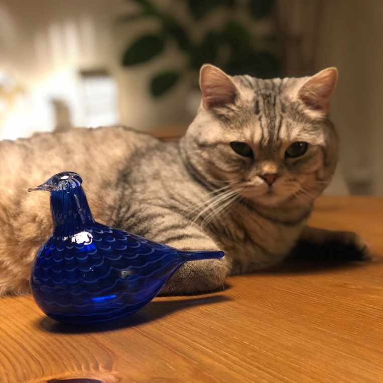 iittala　イッタラ　バード　クイーンフィッシャー　シーブルー何年か部屋に飾っていました