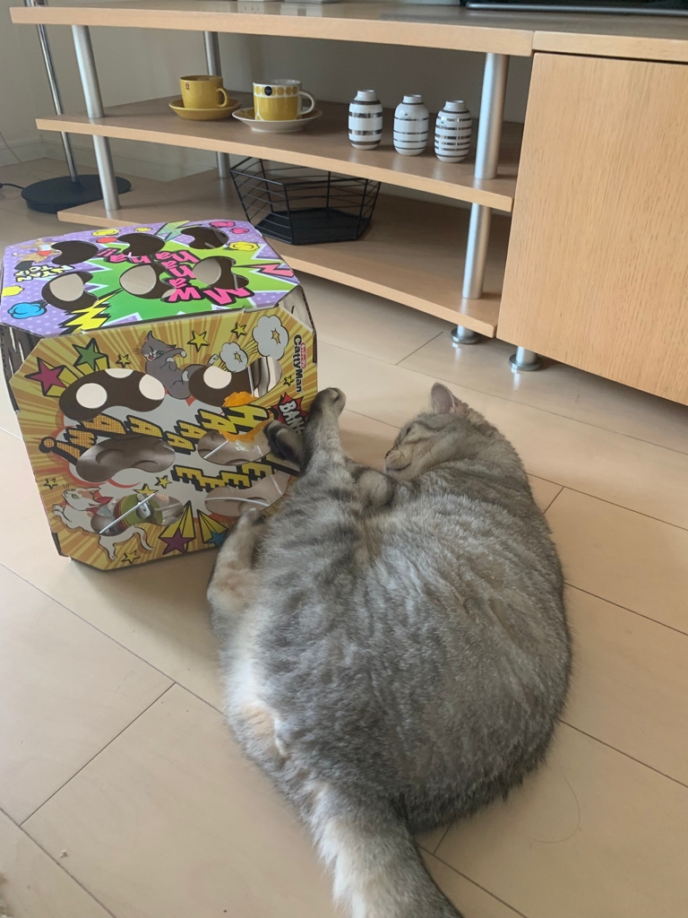 猫ちゃん テンション 爆アゲBOX