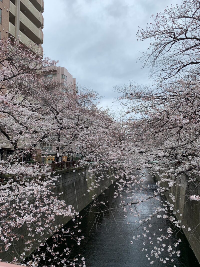 目黒川 桜 2022年春