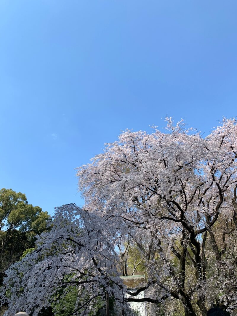 六義園 しだれ桜