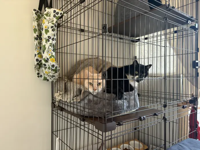 保護猫