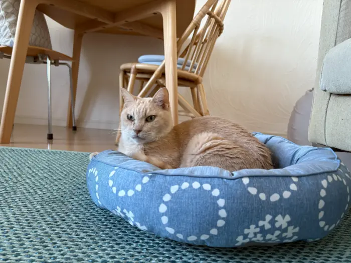ニトリ 猫ベッド
