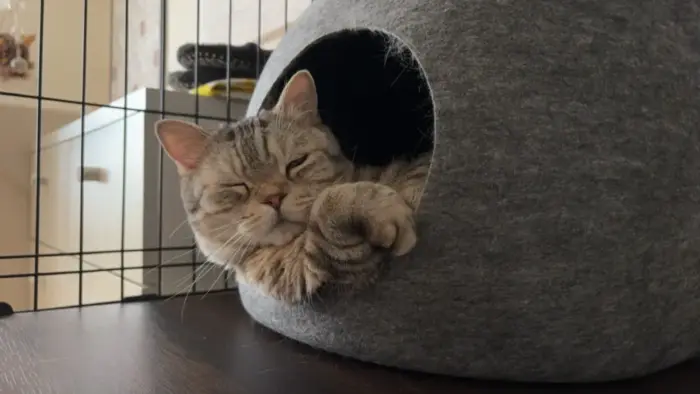 ニトリ ペットベッド