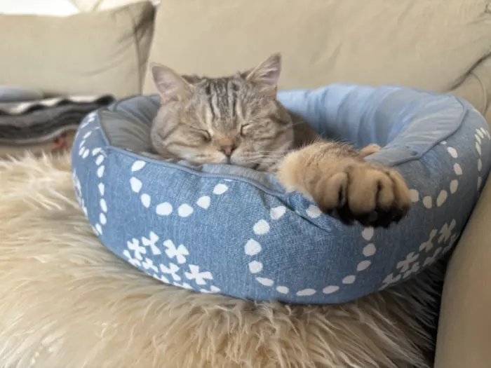 ニトリ 猫ベッド