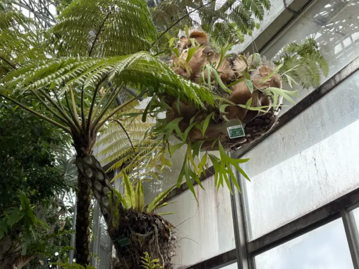 夢の島熱帯植物館