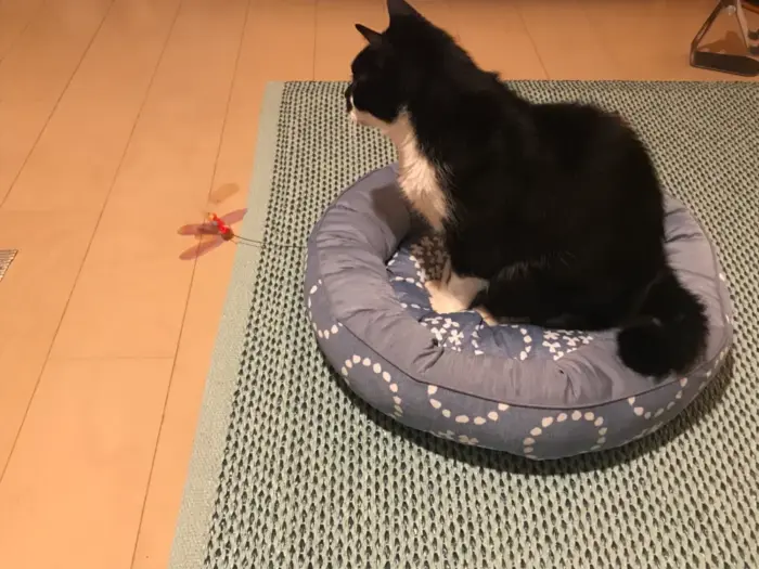 ニトリ 猫ベッド