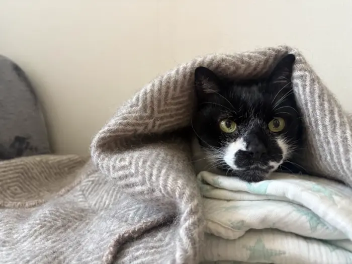 元保護猫 チョコ