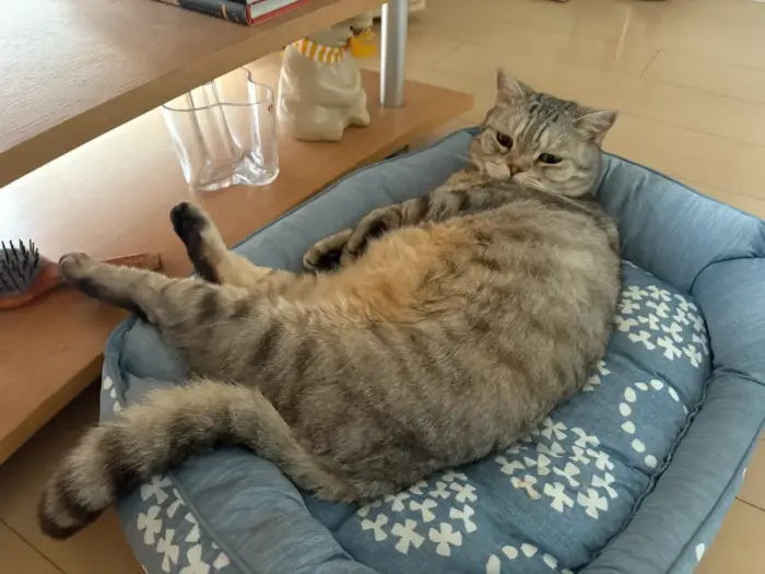 ハル