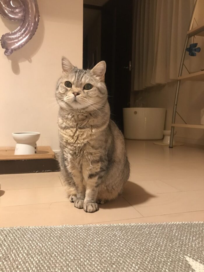 スコティッシュフォールド ハル