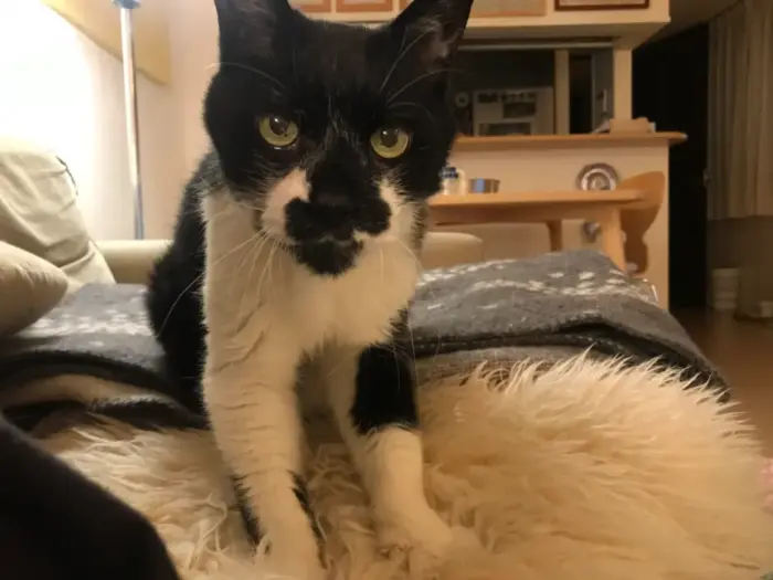 元保護猫 チョコ