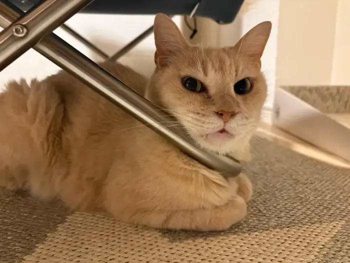 元保護猫 ラテ