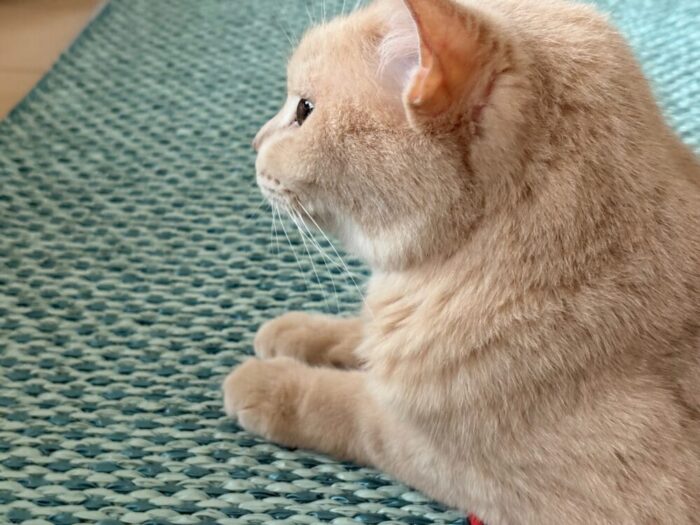 元保護猫 ラテ