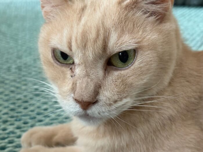 元保護猫 ラテ