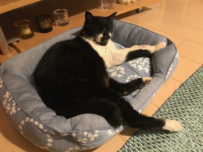 元保護猫 チョコ