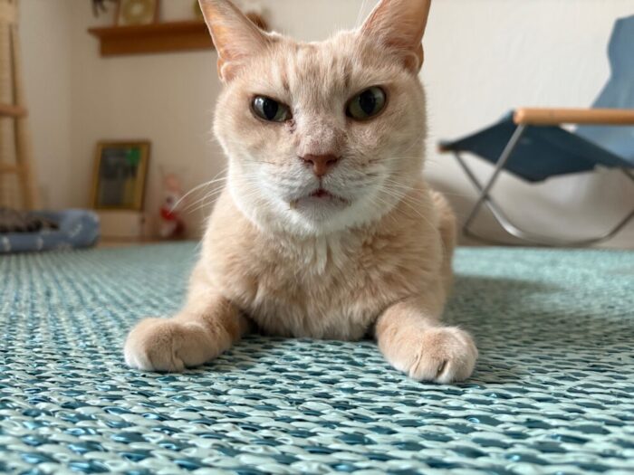 元保護猫 ラテ
