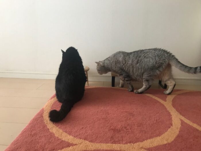 チョコとハル その1