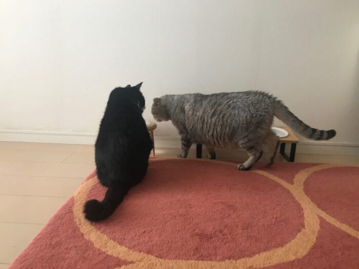 チョコとハル その2