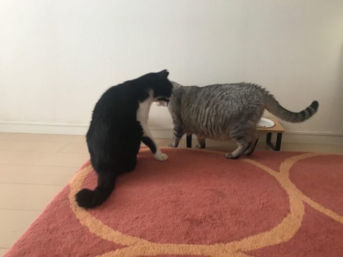 チョコとハル その3