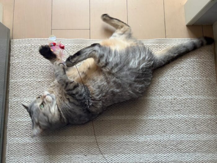 ハル