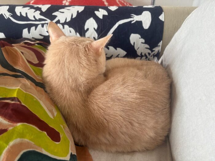 保護猫 ラテ