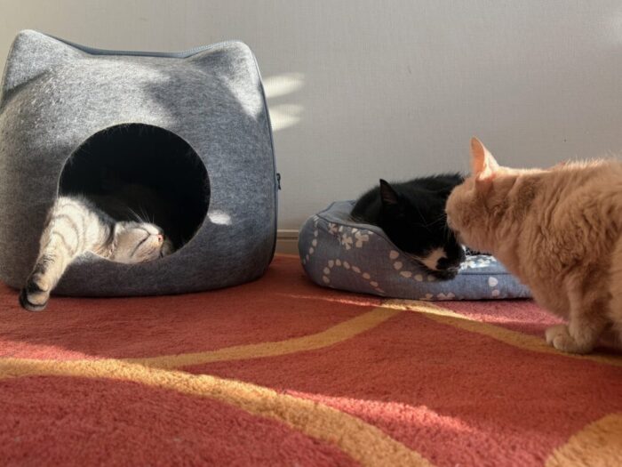 3ニャン