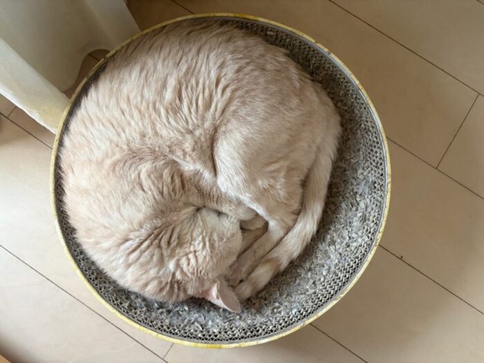 猫壱 バリバリボウル